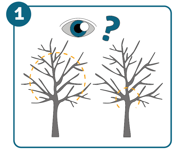 A close up of an eye and a question mark and two identical trees with different areas marked.