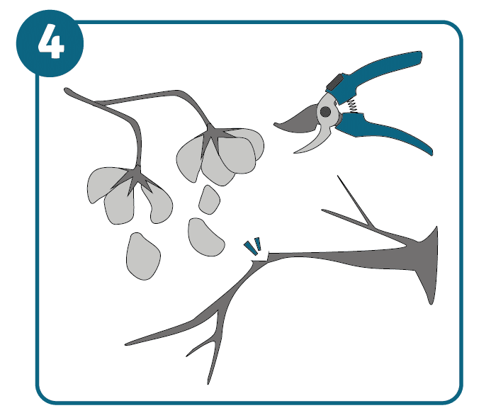 Illustration of pruning shears, wilting flowers and a branch being cut.