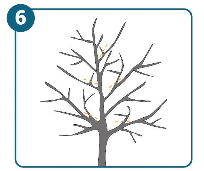 Illustration of a bare tree with many branches, the ones needing to be pruned marked in yellow.