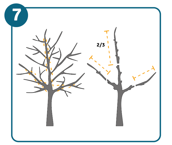 Before and after picture of a tree whose branches were cut two-thirds of the way to show radical pruning.